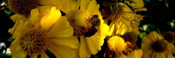 Rudbekia, Pszczoła