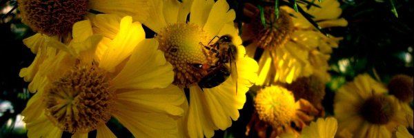 Rudbekia, Pszczoła