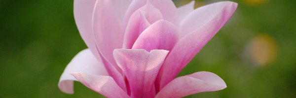 Magnolii, Kwiat