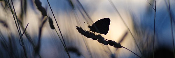 Makro, Trawa, Motyl