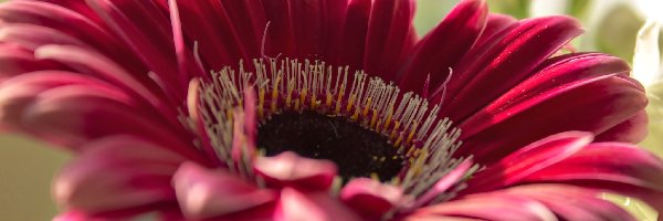 Makro, Gerbera, Różowa