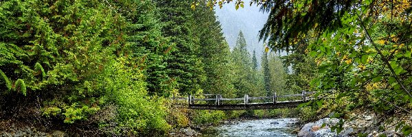 Kanada, Rzeka Cayoosh Creek, Most, Las, Drzewa, Kolumbia Brytyjska, Kamienie