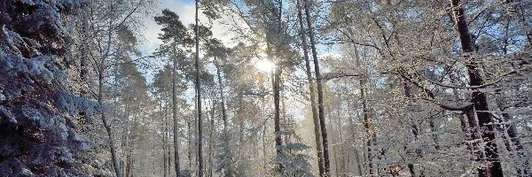 Zima, Oszronione, Las, Przebijające światło, Drzewa