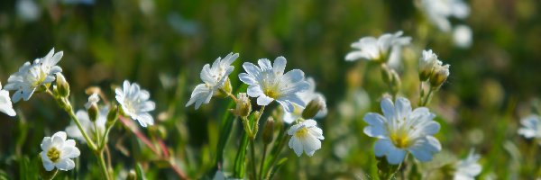 Rogownica, Kwiaty, Białe