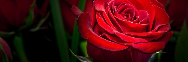Róża, Czerwona, Rozświetlona