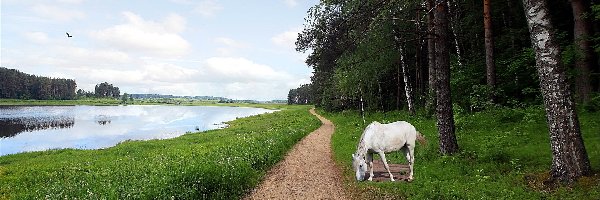 Rzeka, Ścieżka, Las, Koń, Biały