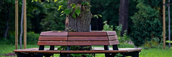 Drzewa, Ławka, Zieleń, Park