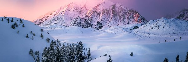 Zima, Stan Kalifornia, Drzewa, Ośnieżone, Region Eastern Sierra, Wschód słońca, Góry, Stany Zjednoczone