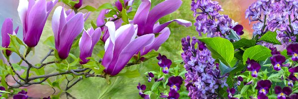 Magnolia, Kwiaty, Bez, Bratki, Wiosenne, Grafika