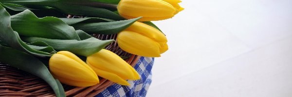 Wiklinowy, Tulipany, Żółte, Koszyk