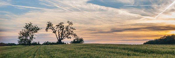 Pole, Samolotów, Ślady, Drzewa