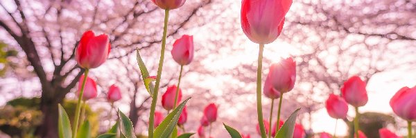 Tulipany, Wiosna, Drzewa, Kwiaty