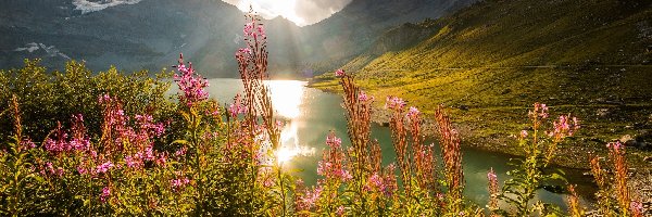 Szwajcaria, Góry Alpy, Wschód słońca, Jezioro Lac de Salanfe, Kwiaty