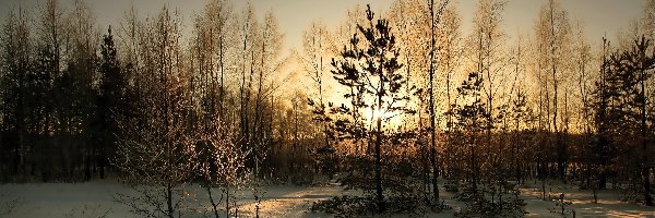 Drzewa, Światło, Przebijające, Zima