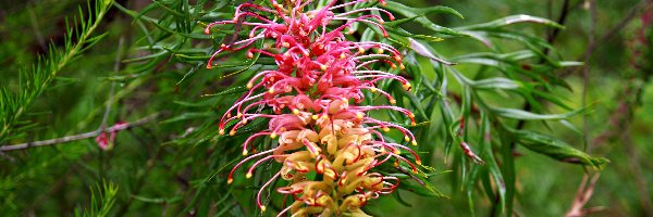 Gałązki, Kwiat, Grevillea