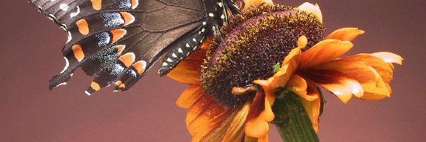 Kwiat, Motyl