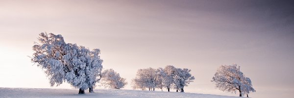 Drzewa, Śnieg, Niebo, Zima