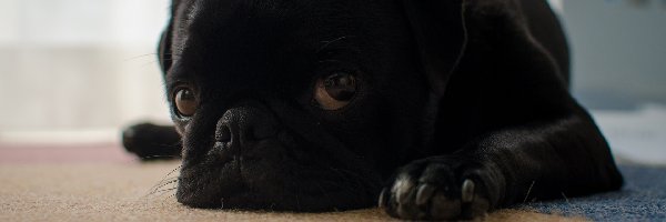 Mops