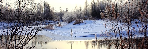 Rzeka, Szuwary, Drzewa, Zima