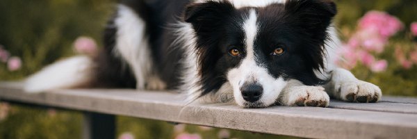 Border, Ławka, Collie, Pies