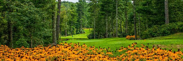 Park, Rudbekia, Kwiaty, Drzewa, Trawniki