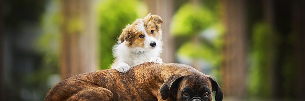 Dwa, Bokser, Psy, Szczeniak, Border collie