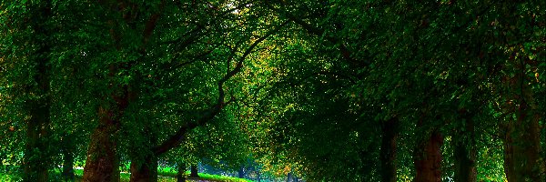 Liście, Drzewa, Ławki, Jesień, Alejki, Park