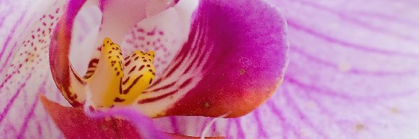 Orchidea, Różowa