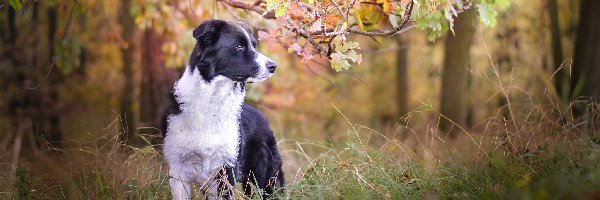 Liście, Trawa, Las, Border collie, Pies, Gałęzie, Drzewa