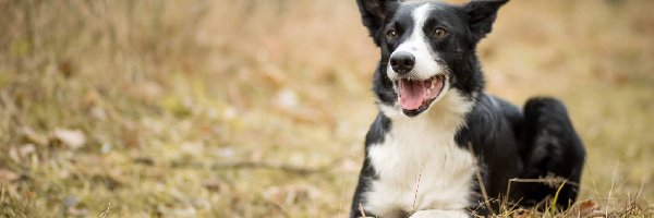 Trawa, Border Collie, Pies