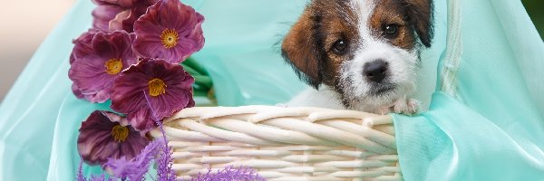 Koszyk, Kwiaty, Paproć, Tkanina, Jack Russel terrier, Szczeniak