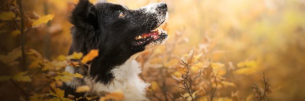 Pies, Mordka, Border collie, Liście, Krzewy