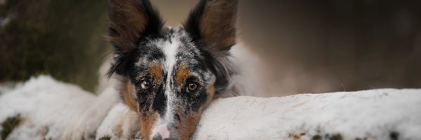 Pies, Mordka, Border collie, Rozmyte tło, Śnieg