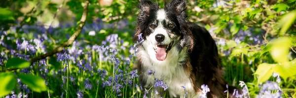 Border, Łąka, Collie, Pies