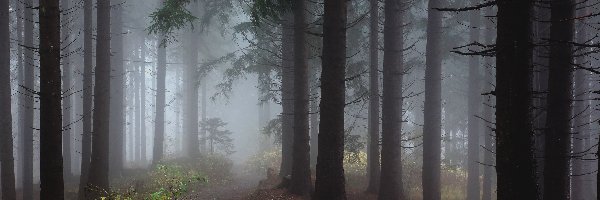 Mgła, Las, Drzewa, Ścieżka 
, Przełęcz Wurzen, Austria