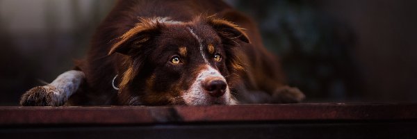 Collie, Border, Pies