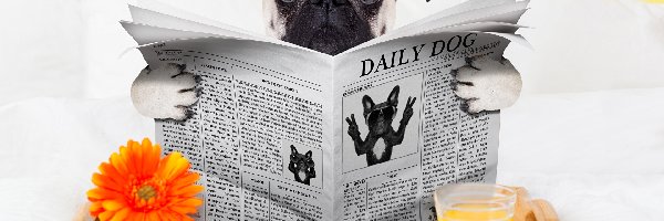 Sok, Gazeta, Gerbera, Łóżko, Mops, Pies