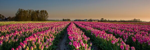 Wschód słońca, Tulipany, Pole