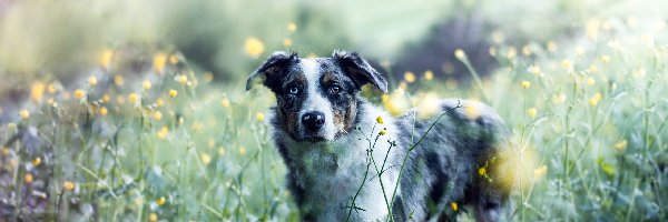 Zieleń, Żółte, Kwiatki, Rozmycie, Owczarek australijski, Pies