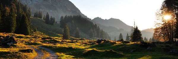 Drzewa, Słońce, Droga, Góry