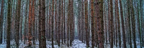Las, HDR, Ścieżka, Zima