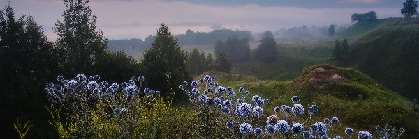 Łąki, Wzgórza, Drzewa, Przegorzan kulisty, Rośliny