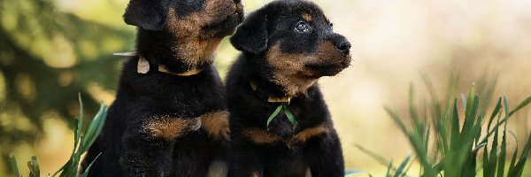 Szczeniaki, Trawa, Owczarki francuskie Beauceron, Dwa