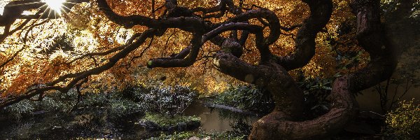 Drzewo, Rzeczka, Klon japoński, Kamienie, Promienie słońca