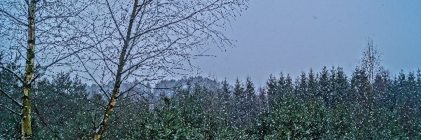 Śnieg, Las, Zima