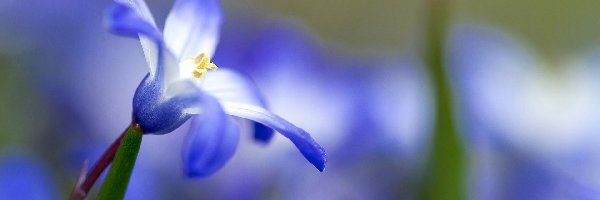 Kwiatek, Śnieżnik, Makro, Błękitny