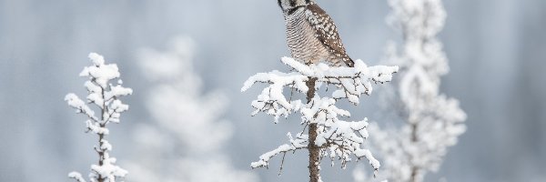 Ptak, Ośnieżone, Sowa jarzębata, Śnieg, Drzewko