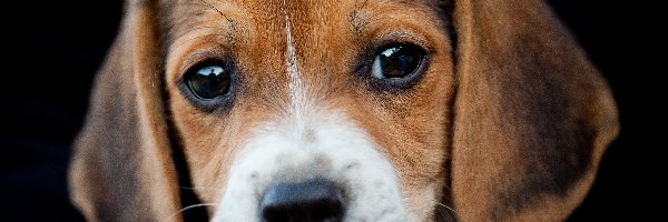 Portret, Beagle