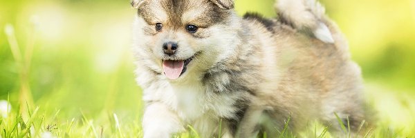 Trawa, Fiński lapphund, Szczeniak