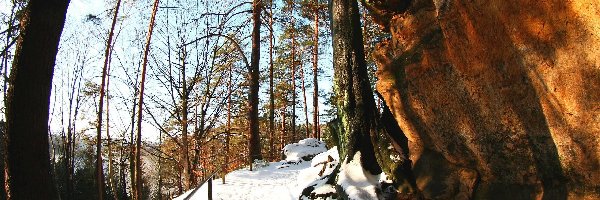 Drzewa, Ścieżka, Zima
